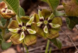 Image result for Pachycarpus