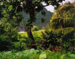 Natural And Renewable Resource The Rainforest On Fatu Hiva Marquesas Islands Is An Example Of An Undisturbed Marquesas Islands Rainforest Pictures Rainforest