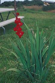 Image result for Gladiolus melleri