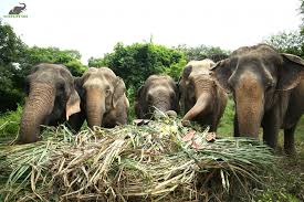 Patient safety summary for village care rehabilitation and nursing center. Kottoor Elephant Rehabilitation Centre Set To Become Largest Care Centre In The World