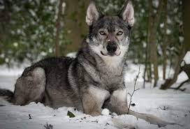 The tamaskan dog breed is quite rare. Tamaskan Dog All You Need To Know About The Finnish Wolfdog K9 Web