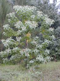 Image result for Melochia