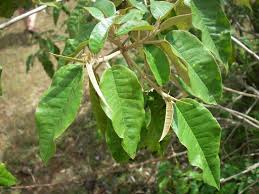 Image result for Croton megalocarpus
