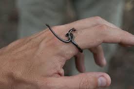 Top Ten Smallest Animals In The World Tackk Small Pets Animals Of The World Snake