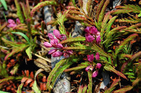 Image result for Ochna cinnabarina