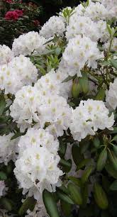 Rhododendrons State Flower Beautiful Flowers Planting Flowers Pretty Flowers