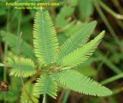 Image result for Aeschynomene americana
