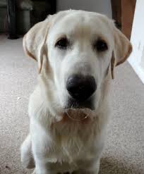 Check spelling or type a new query. Pyrador Great Pyrenees Labrador Retriever Hybrid Dogs Pyradors Hybrid Dogs Dog Breeds Great Pyrenees