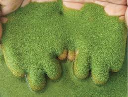 Image result for Wolffia