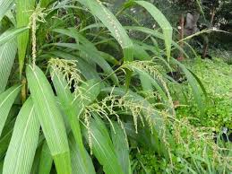 Image result for Miscanthus junceus
