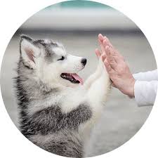 Alaska dog and puppy rescue is a rescue organization that rescues dogs from the community, animal control/shelters and many bush communities throughout alaska. Wags Wiggles Fort Wayne Pet Rescue