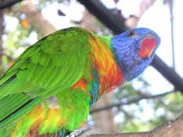 Como Hacer Que Un Loro Hable Mascotas
