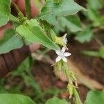 Image result for Oxygonum