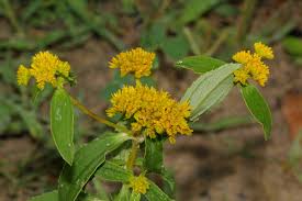 Image result for Flaveria trinervia