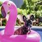 Drool At The Pool event image