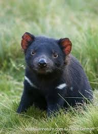 Tasmanian devils fight allot, and are known for their fierceness, but they will often use a few clever techniques first, before resorting to full out combat. 630 Animal Mashup Lusii Ideas Animals Animals Beautiful Animals Wild