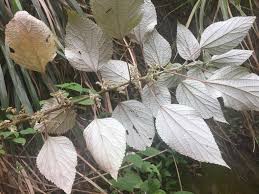 Image result for Boehmeria nivea