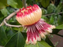 Image result for Napoleonaea angolensis