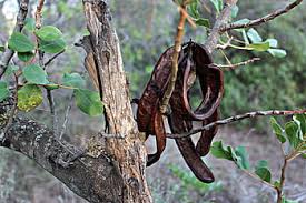 The greek philosopher theophrastus (c. Royalty Free Fruit Of The Carob Tree Photos Free Download Pxfuel