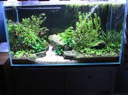View 1 Full Verison Photos Of 30 Gallons Planted Tank Photo 1 First Tank 5 Month Old Fish Kept Cardinal Fish Tank Plants Fish Tank Cool Fish Tanks