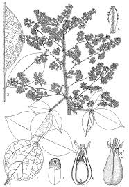 Image result for Agelaea pentagyna