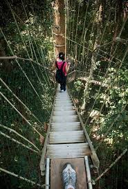 Taman Negara Canopy Walkway Titiwangsa Mountains Malaysia Maleisie Hangbrug Reizen