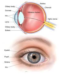 Eye Diagram In 2019 Human Eye Diagram Eye Anatomy