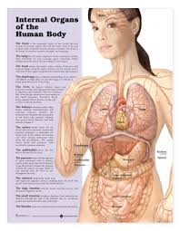 In virgins, the hymen usually encircles the opening like a tight ring, but it may completely cover the opening. Internal Organ Anatomy And Function Of Woman Body