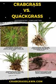 Bur clover common chickweed crabgrass dandelion. Crabgrass Vs Quackgrass Identification Differences With Pictures Cg Lawn
