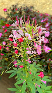 Image result for Cleome spinosa