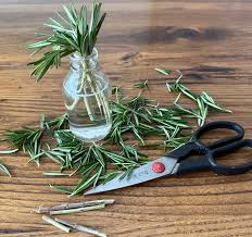 Image result for rosemary cuttings