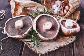 Fill the tray with six inches (15 cm.) of the seasoned manure based compost, sprinkle with spores, mix into the compost and lightly tamp down. Growing Portobello Mushrooms Planting Care Problems And Harvest