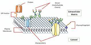 We did not find results for: Glycoproteins On The Cell Surface Of A Eukaryotic Plasma Membrane Download Scientific Diagram