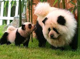 Stupendo chow chow bianco,un orso per la sua dolcezza è adatto a tutti i membri della famiglia. Chow Pandas Panda Dog Panda Chow Chow Cute Animals
