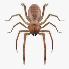 The camel spider is a skilled fighter and can easily take down another insect of similar size including scorpions and other large spiders. Solifugae Oder Kamelspinne Mit Pelz 3d Modell Turbosquid 1194200