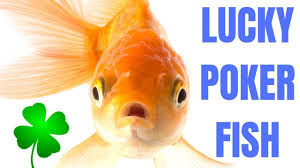 New Video How To Play Against A Lucky Poker Fish Fish Poker Fish Pet