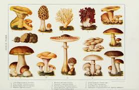 Free Mushroom Charts And Mushroom Illustrations To Print