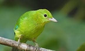 Versicherung, wartung, verschleiß, reifen, hu & mobilitätsgarantie mit ersatzwagen. Daftar Harga Burung Cucak Ijo Terbaru 2021 Kicaumania Net