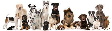 Caes synonyms, caes pronunciation, caes translation, english dictionary definition of caes. Cao Caes Cachorros Infoescola