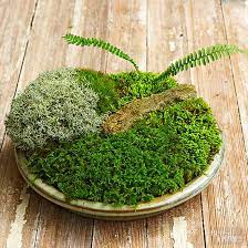 Make your own tabletop moss garden with these 5 simple steps! How To Make A Tabletop Moss Garden Better Homes Gardens
