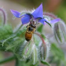 Последние твиты от flowers for bees (@fforbees). Go Gardening Helping New Zealand Grow Garden Inspiration Tips And Advice From The Expert