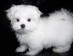 Black And White Maltese Puppy Pictures Of Maltese Puppies Miniature Maltese Puppies For Sale In Ny Maltese Puppy Teacup Maltese Maltese Puppies For Sale