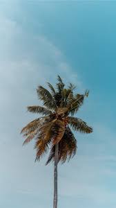Top auswahl an vw california neu & gebraucht. Green Coconut Tree Under Blue Sky Wallpaper Tree Wallpaper Iphone Palm Trees Wallpaper Blue Sky Wallpaper