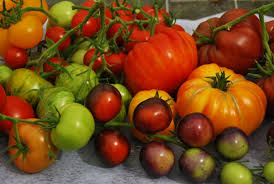Ich miete eine wohnung in der schellingstraße. Tomaten Selbst Anbauen Tipps Tricks