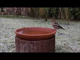 Frostgeschutzte Vogeltranke Selber Bauen Youtube Garten Ideen Hinterhof Garten Ideen Garten