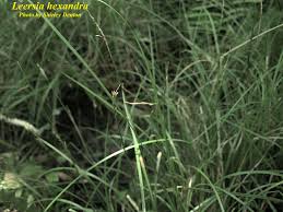 Image result for Cyphia lasiandra