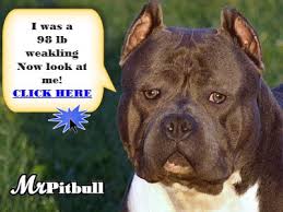 We breed only the best quality blue pit bulls and carefully plan each breeding with pitbull puppies for sale! Blue Nose Pitbulls Texas Tx Blue Pitbull Puppies For Sale Red Nose