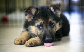 download wallpapers 4k german shepherd puppy dogs pets cute animals german shepherd dog besthqwallpapers com puppies shepherd puppies german shepard puppies