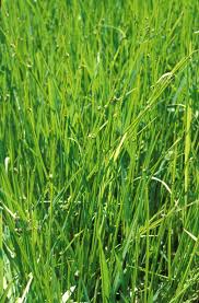 Image result for Schoenoplectiella juncea