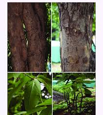 Image result for Holarrhena